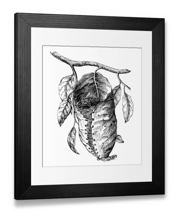 Framed Print : Tailorbird nest Framed Print : Tailorbird nest