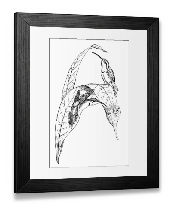 Framed Print : Nest of Hummingbird Framed Print : Nest of Hummingbird