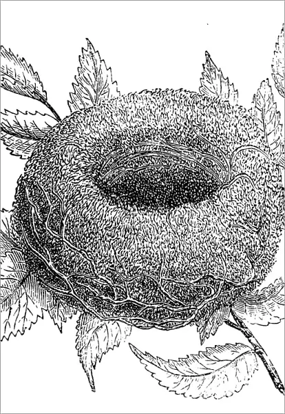 Nest of goldfinch (Carduelis carduelis)