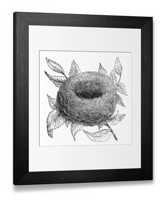 Framed Print : Nest of goldfinch (Carduelis carduelis) Framed Print : Nest of goldfinch (Carduelis carduelis)