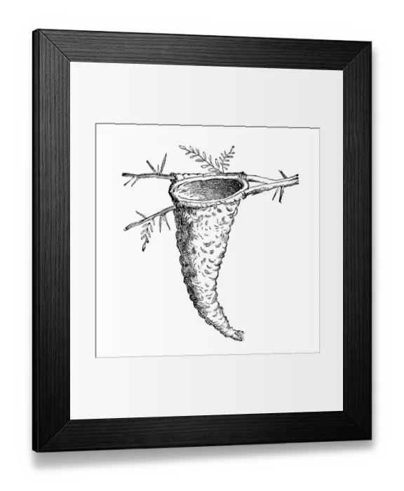 Framed Print : Nest of The Old World flycatchers Framed Print : Nest of The Old World flycatchers
