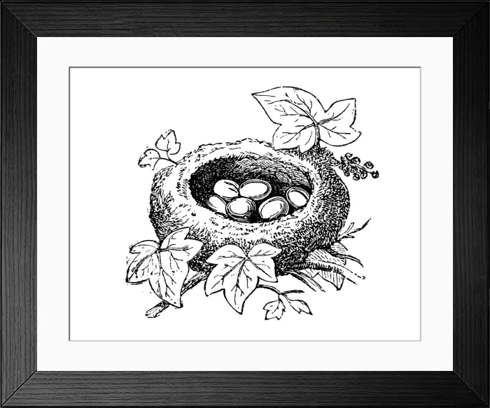Framed Print : Nest the common firecrest (Regulus ignicapilla) Framed Print : Nest the common firecrest (Regulus ignicapilla)
