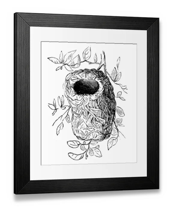 Framed Print : Nest of Ploceidae