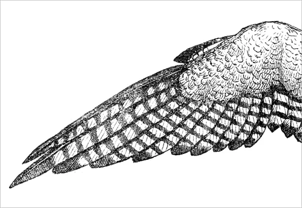 Eagle wing