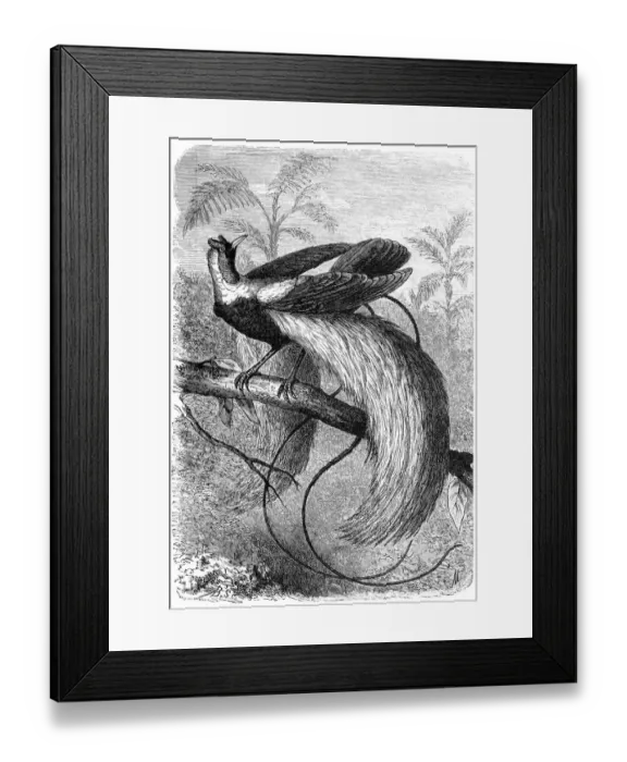 Framed Print : The red bird-of-paradise (Paradisaea rubra) Framed Print : The red bird-of-paradise (Paradisaea rubra)