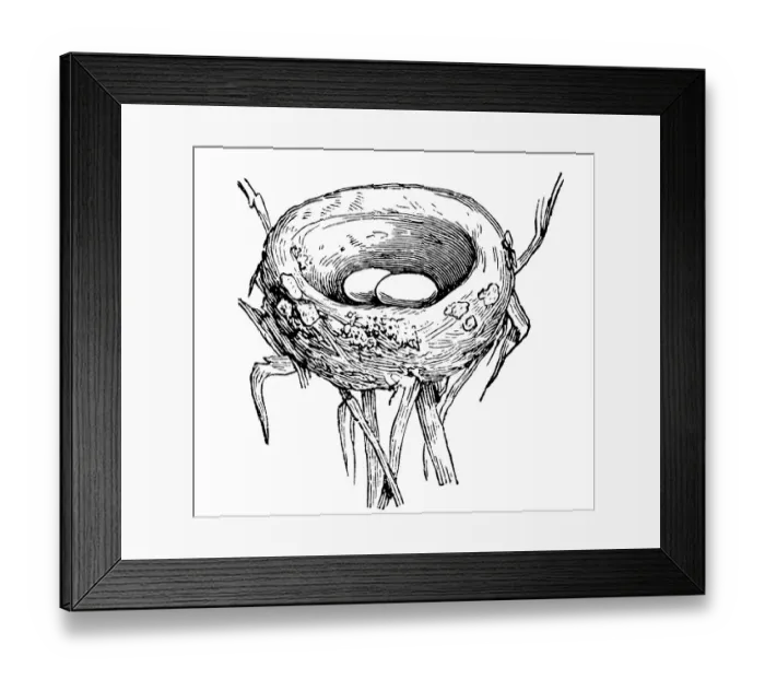 Framed Print : Nest of Limosa lapponica (Bar-tailed Godwit) Framed Print : Nest of Limosa lapponica (Bar-tailed Godwit)