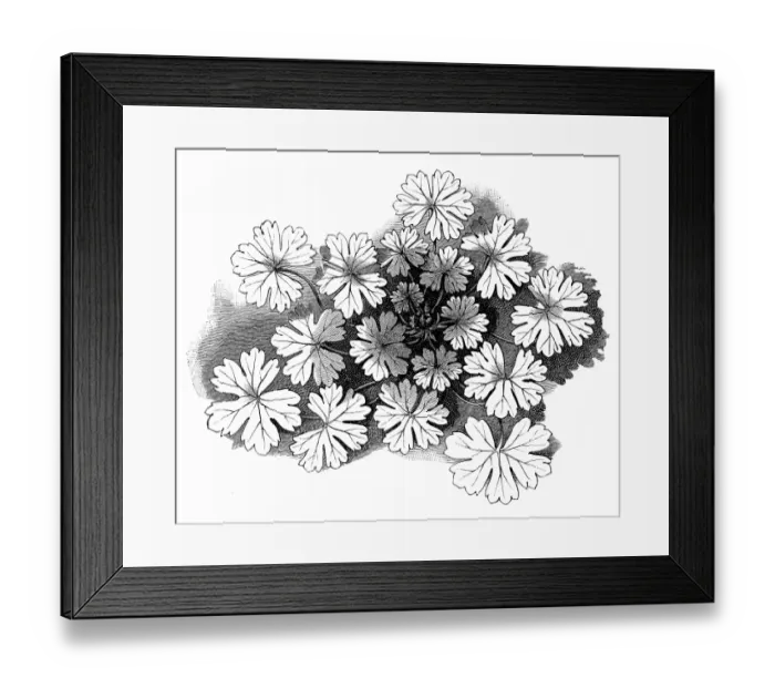 Framed Print : Hedgerow Cranesbill (Geranium pyrenaicum) Framed Print : Hedgerow Cranesbill (Geranium pyrenaicum)