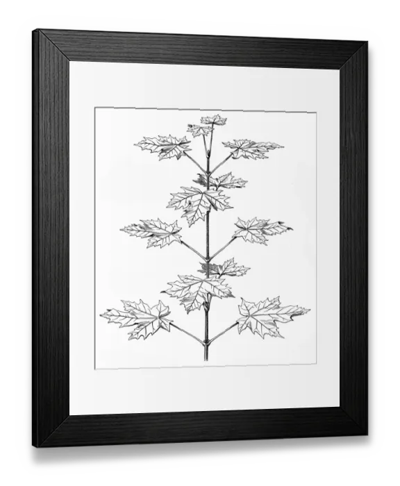 Framed Print : Acer platanoides (Norway maple)