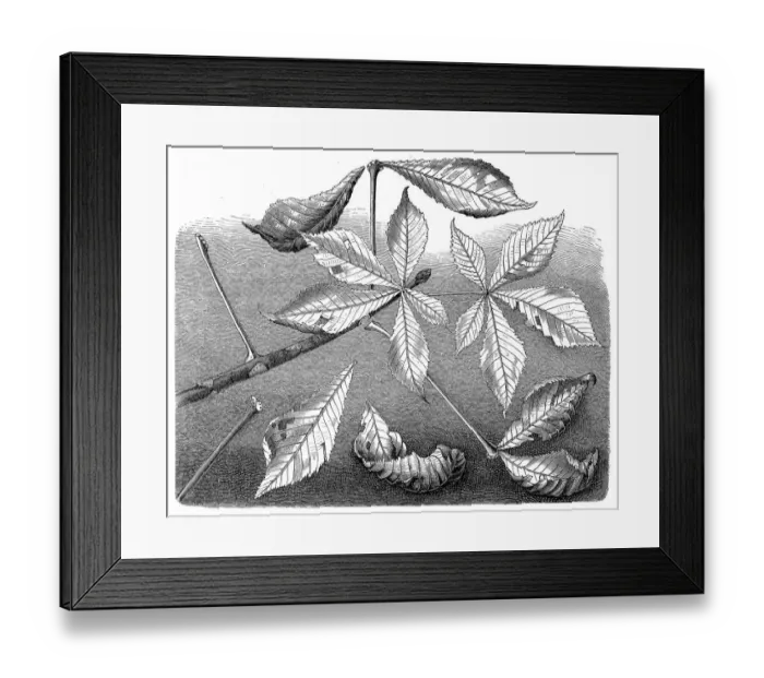 Framed Print : Aesculus hippocastanum (horse-chestnut or conker tree)