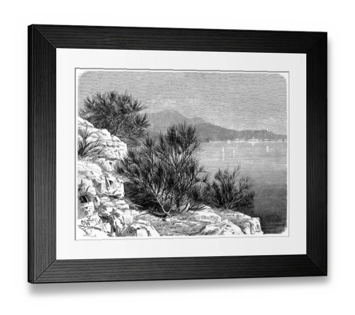 Framed Print : Cytisus scoparius (the common broom or Scotch broom) Framed Print : Cytisus scoparius (the common broom or Scotch broom)