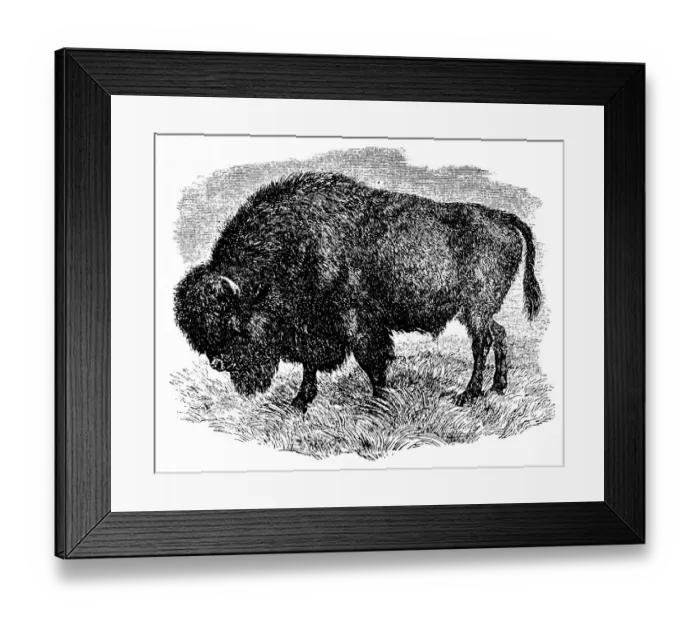 Framed Print : Bison. Illustration of a Buffalo Framed Print : Bison. Illustration of a Buffalo