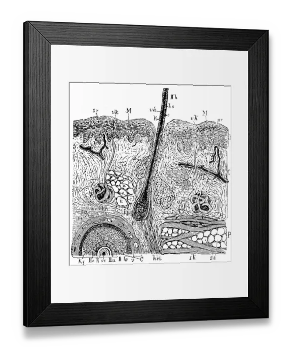 Framed Print : Skin of the human Framed Print : Skin of the human