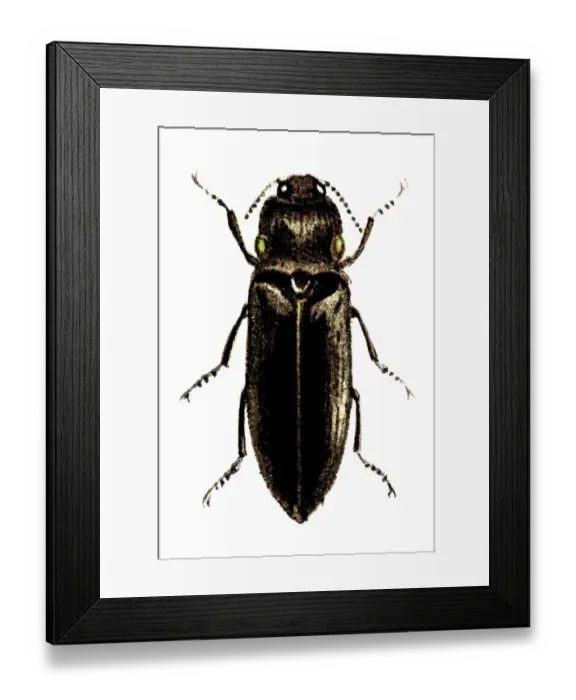 Framed Print : Pyrophorus noctilucus (Headlight Elater) Framed Print : Pyrophorus noctilucus (Headlight Elater)
