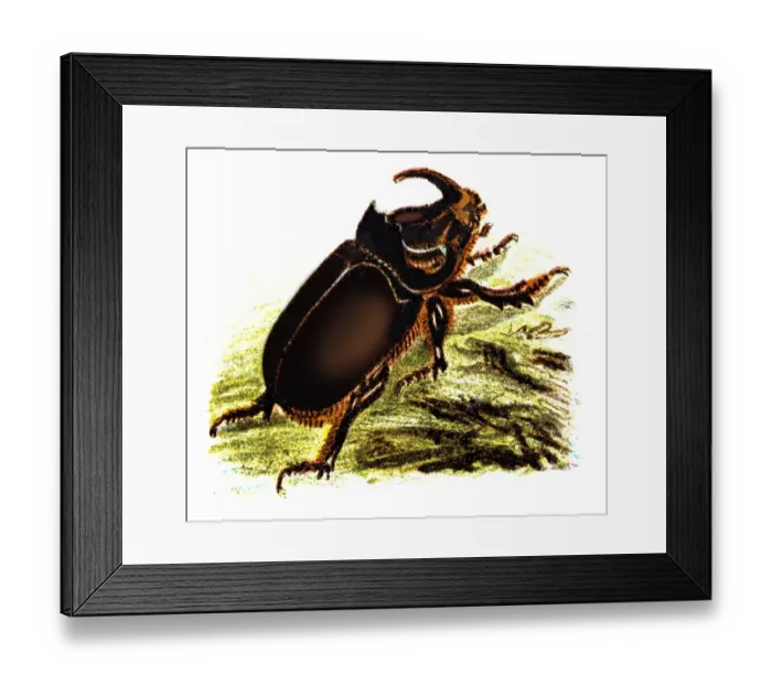 Framed Print : The European rhinoceros beetle (Oryctes nasicornis) Framed Print : The European rhinoceros beetle (Oryctes nasicornis)