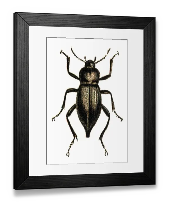 Framed Print : Blaps mortisaga Framed Print : Blaps mortisaga