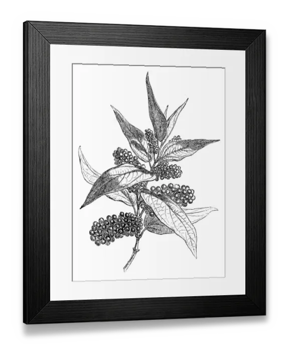 Framed Print : Black pepper (Piper nigrum) Framed Print : Black pepper (Piper nigrum)