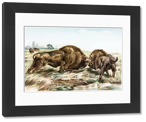 Buffalo. Illustration of a Buffalo fighting