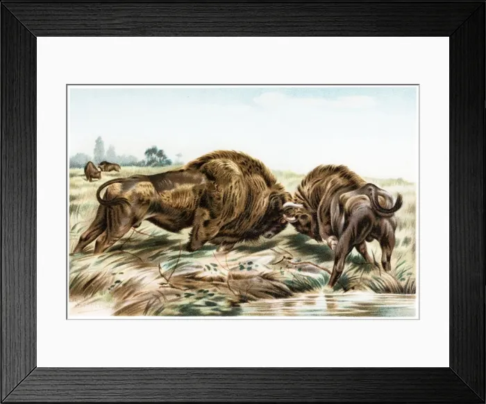 Framed Print : Buffalo. Illustration of a Buffalo fighting Framed Print : Buffalo. Illustration of a Buffalo fighting