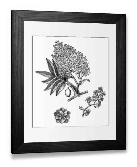 Framed Print : African redwood, East African rosewood, brayera, cusso, hagenia, or kousso (hagenia abyssinica) Framed Print : African redwood, East African rosewood, brayera, cusso, hagenia, or kousso (hagenia abyssinica)