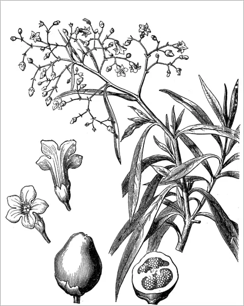 Duboisia myoporoides, or Corkwood