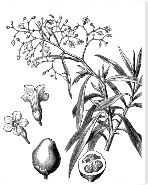 Duboisia myoporoides, or Corkwood