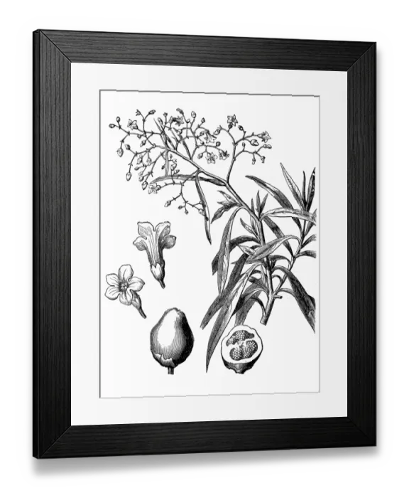 Framed Print : Duboisia myoporoides, or Corkwood Framed Print : Duboisia myoporoides, or Corkwood