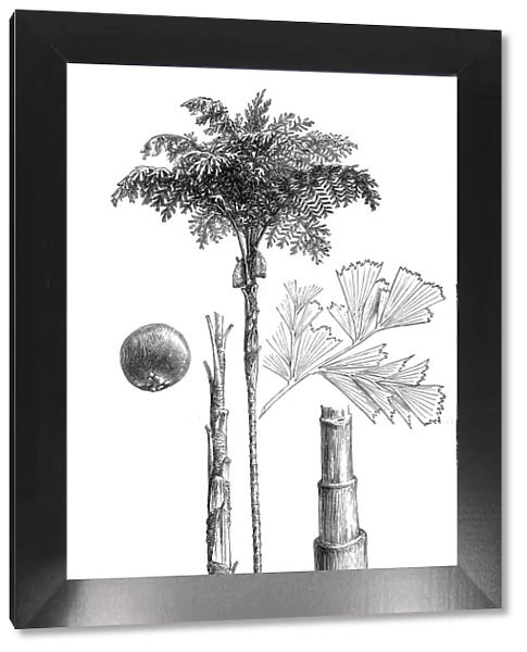 Solitary fishtail palm, toddy palm, wine palm, jaggery palm (Caryota urens)
