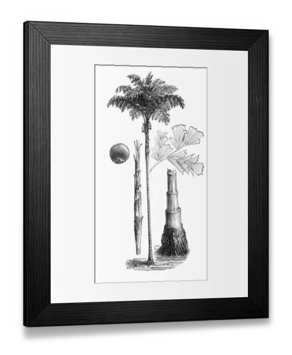 Framed Print : Solitary fishtail palm, toddy palm, wine palm, jaggery palm (Caryota urens) Framed Print : Solitary fishtail palm, toddy palm, wine palm, jaggery palm (Caryota urens)