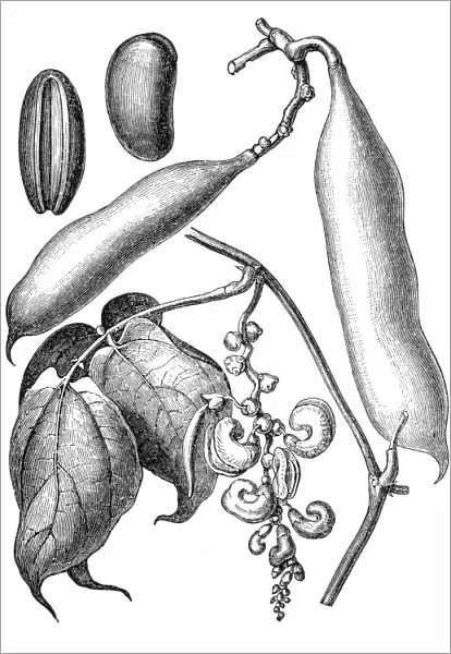 hysostigma venenosum (the Calabar bean or ordeal bean)