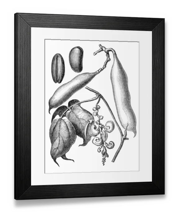 Framed Print : hysostigma venenosum (the Calabar bean or ordeal bean) Framed Print : hysostigma venenosum (the Calabar bean or ordeal bean)