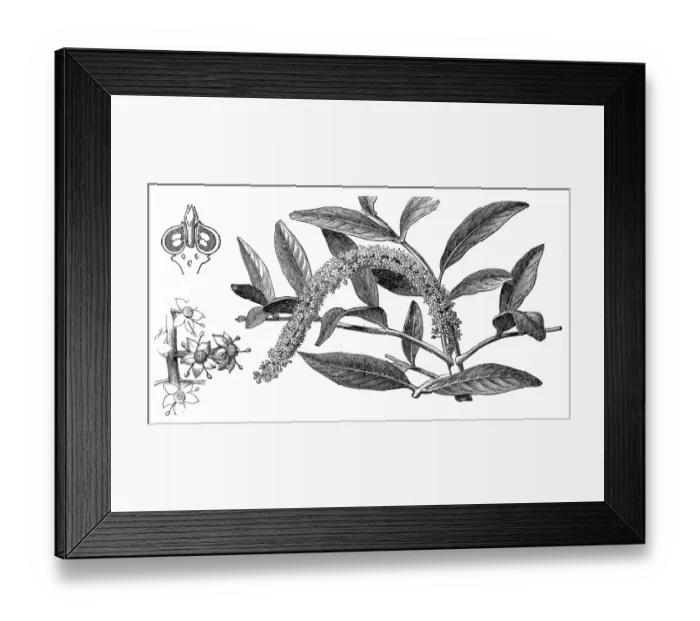 Framed Print : Jaborandi (pilocarpus pennatifolius) Framed Print : Jaborandi (pilocarpus pennatifolius)