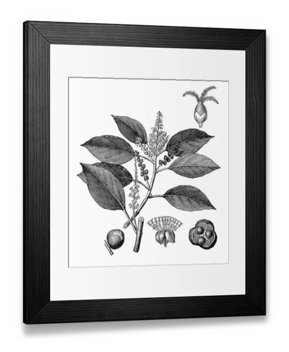 Framed Print : Kamala tree or red kamala or kumkum tree (Mallotus philippensis) Framed Print : Kamala tree or red kamala or kumkum tree (Mallotus philippensis)