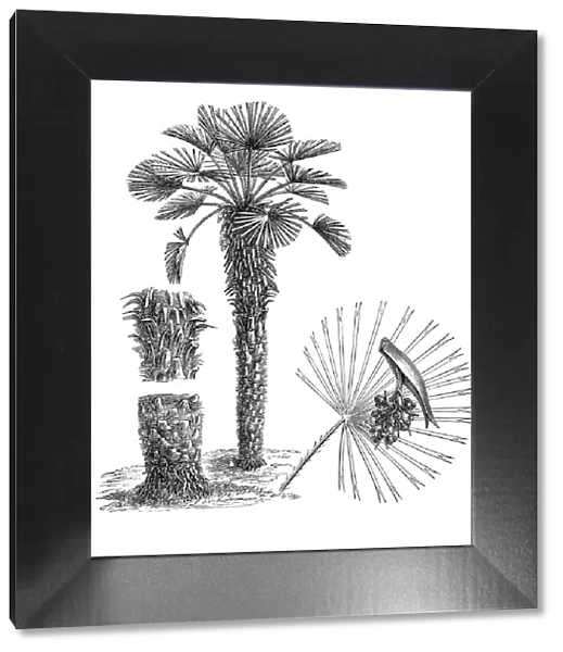 European fan palm, or the Mediterranean dwarf palm (chamaerops humilis)