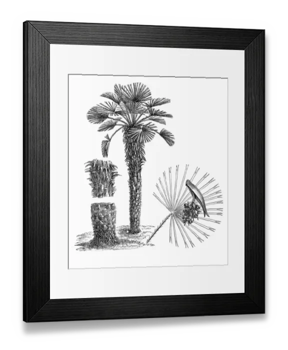 Framed Print : European fan palm, or the Mediterranean dwarf palm (chamaerops humilis) Framed Print : European fan palm, or the Mediterranean dwarf palm (chamaerops humilis)
