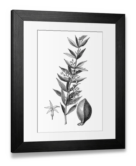 Framed Print : Quebracho blanco, called kebrako or white quebracho Framed Print : Quebracho blanco, called kebrako or white quebracho