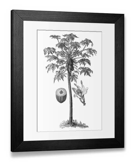 Framed Print : Carica papaya, papaya, pawpaw Framed Print : Carica papaya, papaya, pawpaw