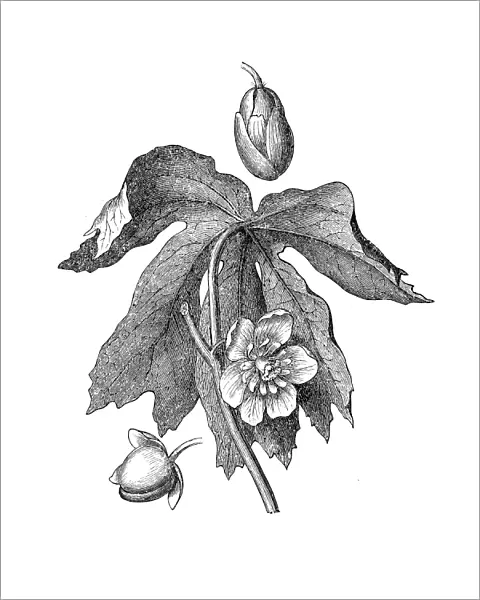 Mayapple, American mandrake, wild mandrake, and ground lemon (podophyllum peltatum)