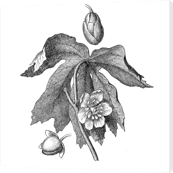 Mayapple, American mandrake, wild mandrake, and ground lemon (podophyllum peltatum)