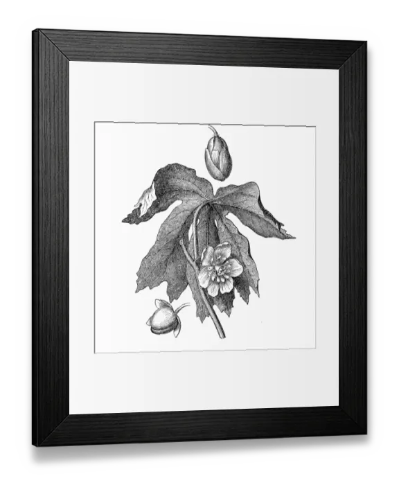 Framed Print : Mayapple, American mandrake, wild mandrake, and ground lemon (podophyllum peltatum) Framed Print : Mayapple, American mandrake, wild mandrake, and ground lemon (podophyllum peltatum)