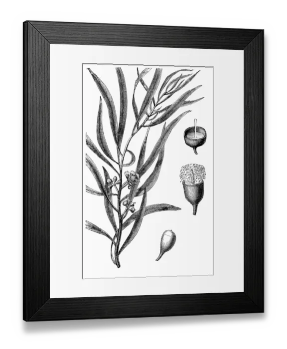 Framed Print : Eucalyptus amygdalina, or black peppermint Framed Print : Eucalyptus amygdalina, or black peppermint