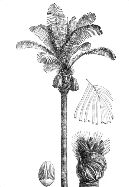 Sugar palm, arenga palm, areng palm, black-fiber palm, gomuti palm, aren, enau, irok, and kaong (arenga saccharifera)