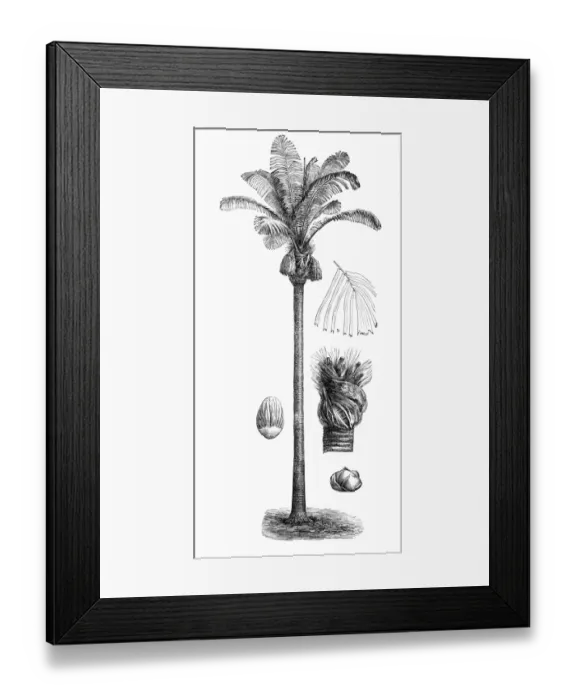 Framed Print : Sugar palm, arenga palm, areng palm, black-fiber palm, gomuti palm, aren, enau, irok, and kaong (arenga saccharifera)