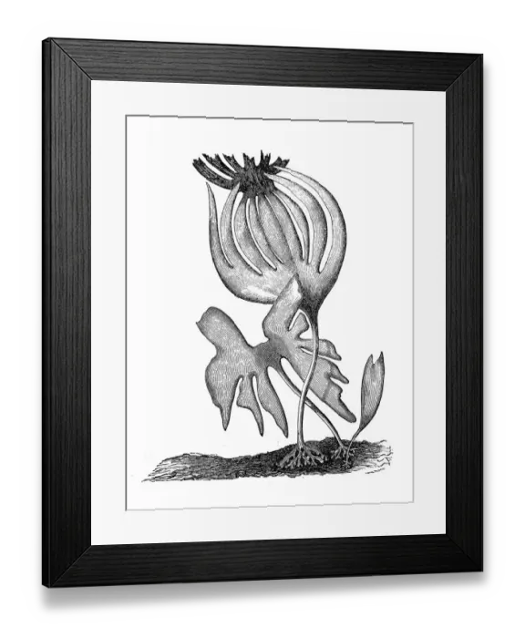 Framed Print : Tangle or cuvie (laminaria cloustoni)