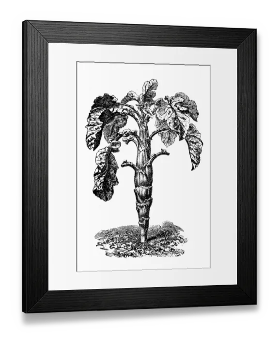 Framed Print : Brassica oleracea, wild cabbage or Forage kale Framed Print : Brassica oleracea, wild cabbage or Forage kale