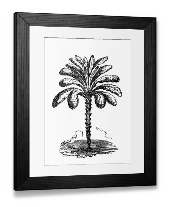 Framed Print : Kale. Illustration of a kale
