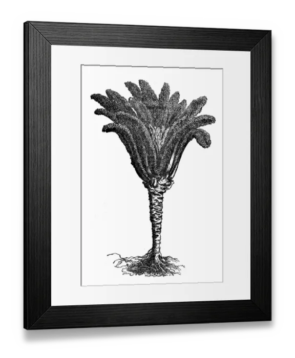 Framed Print : Brassica oleracea palmata, palm cabbage or Forage kale Framed Print : Brassica oleracea palmata, palm cabbage or Forage kale