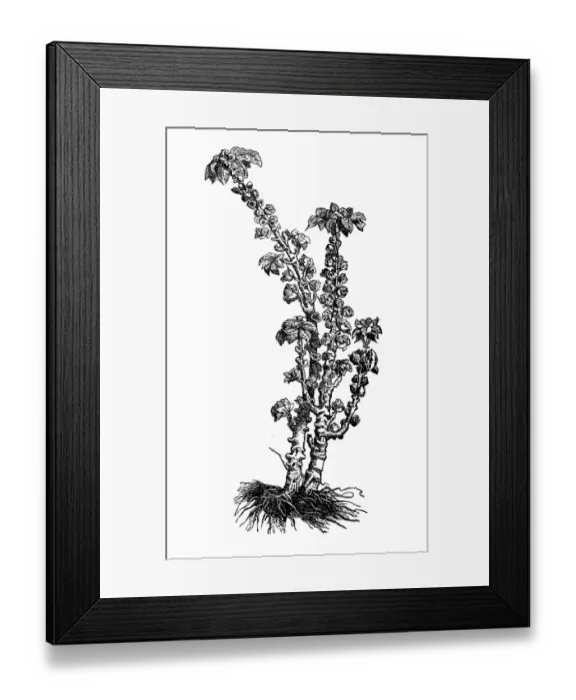 Framed Print : Brassica oleracea gemmifera, wild cabbage or Forage kale Framed Print : Brassica oleracea gemmifera, wild cabbage or Forage kale