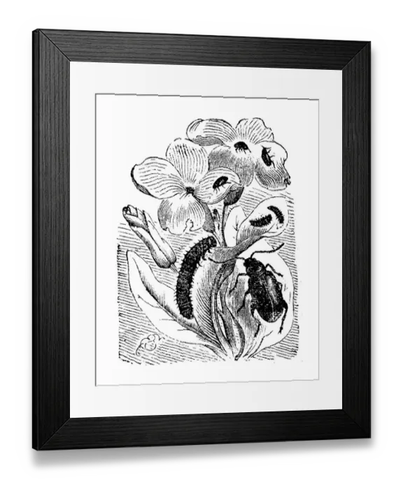 Framed Print : Altica oleracea and larva, Leaf Beetle Framed Print : Altica oleracea and larva, Leaf Beetle