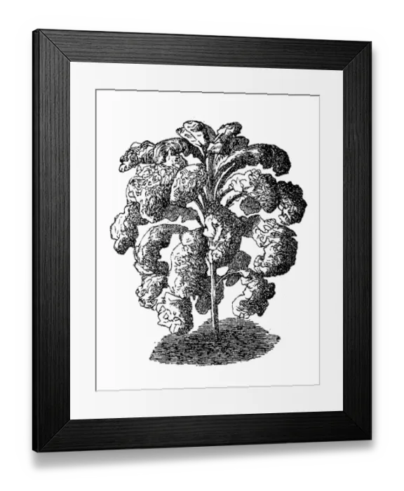 Framed Print : Brassica oleracea lacinata, wild cabbage or Forage kale Framed Print : Brassica oleracea lacinata, wild cabbage or Forage kale