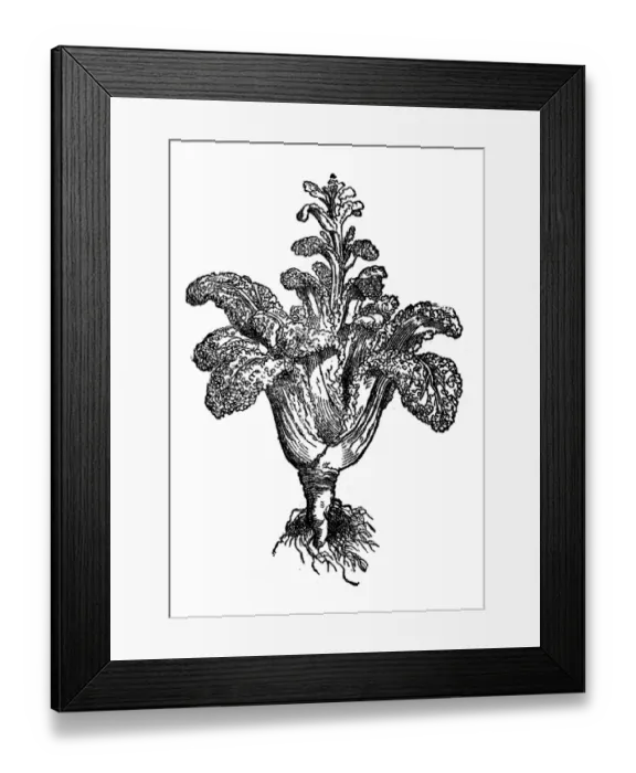 Framed Print : Brassica oleracea chinensis, wild cabbage or Forage kale Framed Print : Brassica oleracea chinensis, wild cabbage or Forage kale